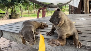 Otter doesn’t know leaf [upl. by Akinehc]