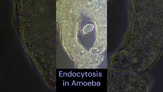 Endocytosis in Amoeba  Food Intake  Holozoic Nutrition [upl. by Aryaz]