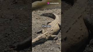 Top 5 Most Dangerous Crocodile in the World  Knowledgism  Wild Animals [upl. by Yrdnal]