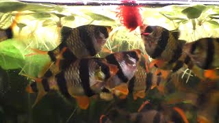 Can Feeding Bloodworms To Your Fish Be Dangerous [upl. by Weigle24]