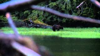 SOA Muzzleloader World Record Grizzly [upl. by Ahsotan]