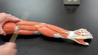 Professor Long 2401 Lab Muscles of the Arm [upl. by Dressler]