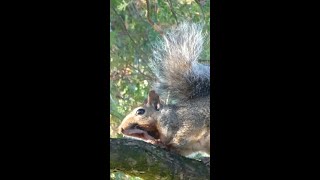 Gray Squirrel alarm calls predator warning [upl. by Erhard]