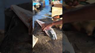 MahiMahi fish cutting [upl. by Osei]