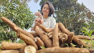 Harvesting cassava stems and tubers to make food baby Do Do monkey helps his mother plant cassava [upl. by Goggin]