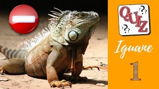 QUIZZ  Partons à la découverte de lIGUANE  Un reptile plein de secret [upl. by Ehcadroj706]