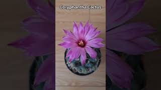 How do you care for Coryphantha Cactus [upl. by Nami]