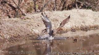 サシバ 春の田圃で狩り Grey faced buzzard 信越の農耕地 4月中旬 野鳥FHD 空屋根FILMS954 [upl. by Suzzy]