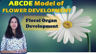 ABCDE MODEL for Floral Organ Development I Flower Development I Developmental Biology I A thaliana [upl. by Gaiser]