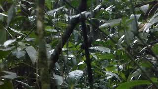 Santa Marta Tapaculo Scytalopus sanctaemartae Santa Marta Colombia 28 Oct 2016 [upl. by Savell]