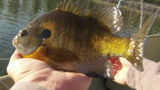 Fishing for Panfish  5316 Minnesota Spring Fishing Video [upl. by Durkee89]