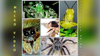 Labalaba Dan Belalang Yang Cute  Macro Video animals insects duniahewan education [upl. by Ignacia]