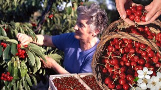 Las CEREZAS Recolección UNA A UNA a mano del árbol y elaboración de dos POSTRES pastel y sorbete [upl. by Bensen814]