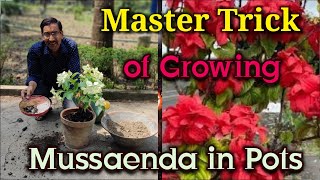 Grow Mussaenda in Pots using this Master Trick [upl. by Corb73]