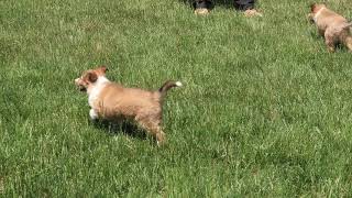 Sheltie Puppies For Sale [upl. by Melinde]