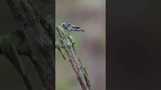 Black and White Warbler Singing  Minute of Wildlife birds wildlife nature [upl. by Yrrem]