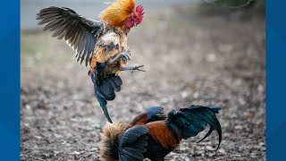 Animal welfare groups concerned about cockfighting in Kentucky [upl. by Schmeltzer]