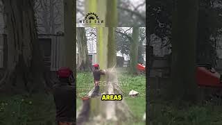 The Importance of Controlled Tree Felling [upl. by Pepper742]