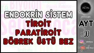 8 Endokrin Sistem  Tiroit  Paratiroit  Böbrek Üstü Bez [upl. by Ysteb248]