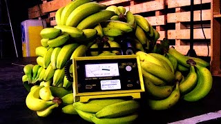 This is what 280 bananas sound like [upl. by Lishe]