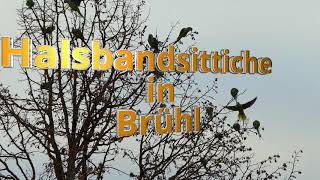 Halsbandsittiche in Brühl [upl. by Johppah]