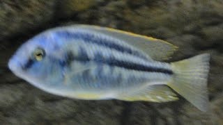 Chilotilapia Rhoadesii African Cichlid Malawi [upl. by Craggy]