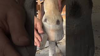 Watch till the END shorts farrier satisfying asmr [upl. by Ayekan257]