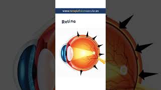 El asombroso mundo del ojo humano Cómo funciona nuestra visión [upl. by Colby]