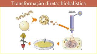 Biotecnologia e agricultura Etapas para engenharia genética de plantas  Parte 2 [upl. by Attinahs]