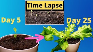 Growing Lettuce from Seed to Harvest Plant Time Lapse [upl. by Laks]