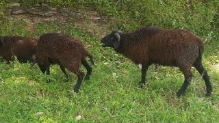 Running Sheep Mating video [upl. by Sarnoff]