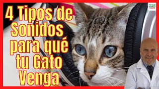 📣 4 TIPOS DE SONIDOS DE GATOS MAULLANDO 📣 PARA QUE TU GATO VENGA 📣 SONIDOS PARA ATRAER GATOS RÁPIDO [upl. by Yedrahs]