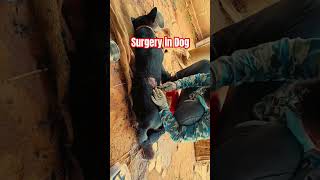 Surgery in Dog doglover wound animals injury dog animal vet puppy [upl. by Blanca]