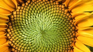 The MindBlowing Mathematics of Sunflowers  Instant Egghead 59 [upl. by Claudelle]