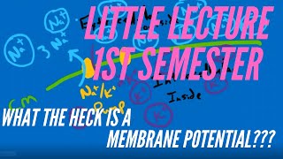 Little Lecture 1st Semester WHAT THE HECK IS A MEMBRANE POTENTIAL [upl. by Afatsom174]