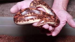 Kenyan Sand Boa with babies [upl. by Airahs]