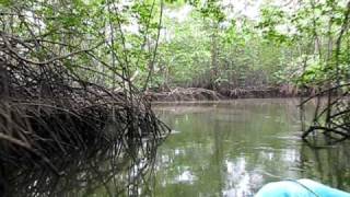 Ecuadorian Mangroves REMACAM I [upl. by Eirak]