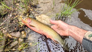 Dry Fly Action Small stream fly fishing for wild cutthroat in Idahos Clearwater Mountains Day 5 [upl. by Anaibib]