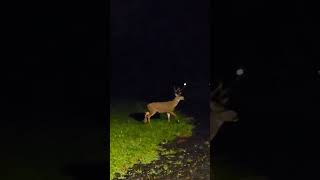 Blacktail Buck in the Yard [upl. by Daria]