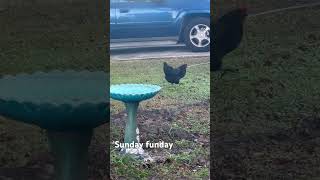 freerangechicken freedom sunday sundaymorning hens henhouse footloose chicken beautiful [upl. by Inimod]