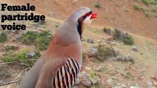 National Bird of Pakistan Chukar soundChakor ki awazЗвуки самки чукара [upl. by Sawyere]