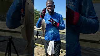 redfish reddrum fishing saltwater love [upl. by Acir]