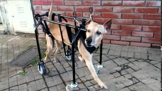 Carrito para perros de 4 ruedas Run Again [upl. by Maroj]