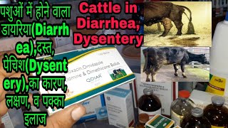 पशुओं में होने वाला डायरियाDiarrheaदस्त पेचिशDysenteryका कारण लक्षण बचाव व पक्का इलाजकैसे करें [upl. by Marozas]