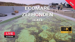 Zeehonden van dichtbij  Ecomare Texel  webcam live 4K  TexelinformatieNL  Seal Netherlands [upl. by Novyert538]