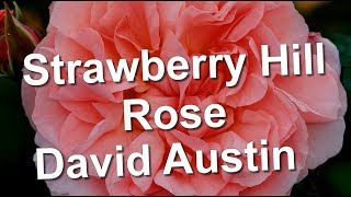 Strawberry Hill Rose David Austin [upl. by Ggerg583]