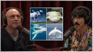 Joe Rogan amp Anthony Kiedis on Albino Animals [upl. by Colson502]