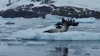 Leopard seal Antarctica [upl. by Spring]