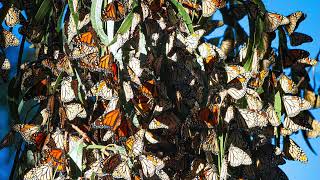 Thousands of Monarchs Take Over Goleta’s Butterfly Grove  Goleta California [upl. by Eninotna]