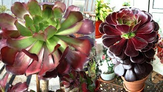 TOP 10  SUCULENTAS do Gênero Aeonium [upl. by Ibmat]